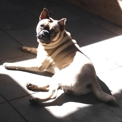 Xanekin, meu cachorro mais loco.